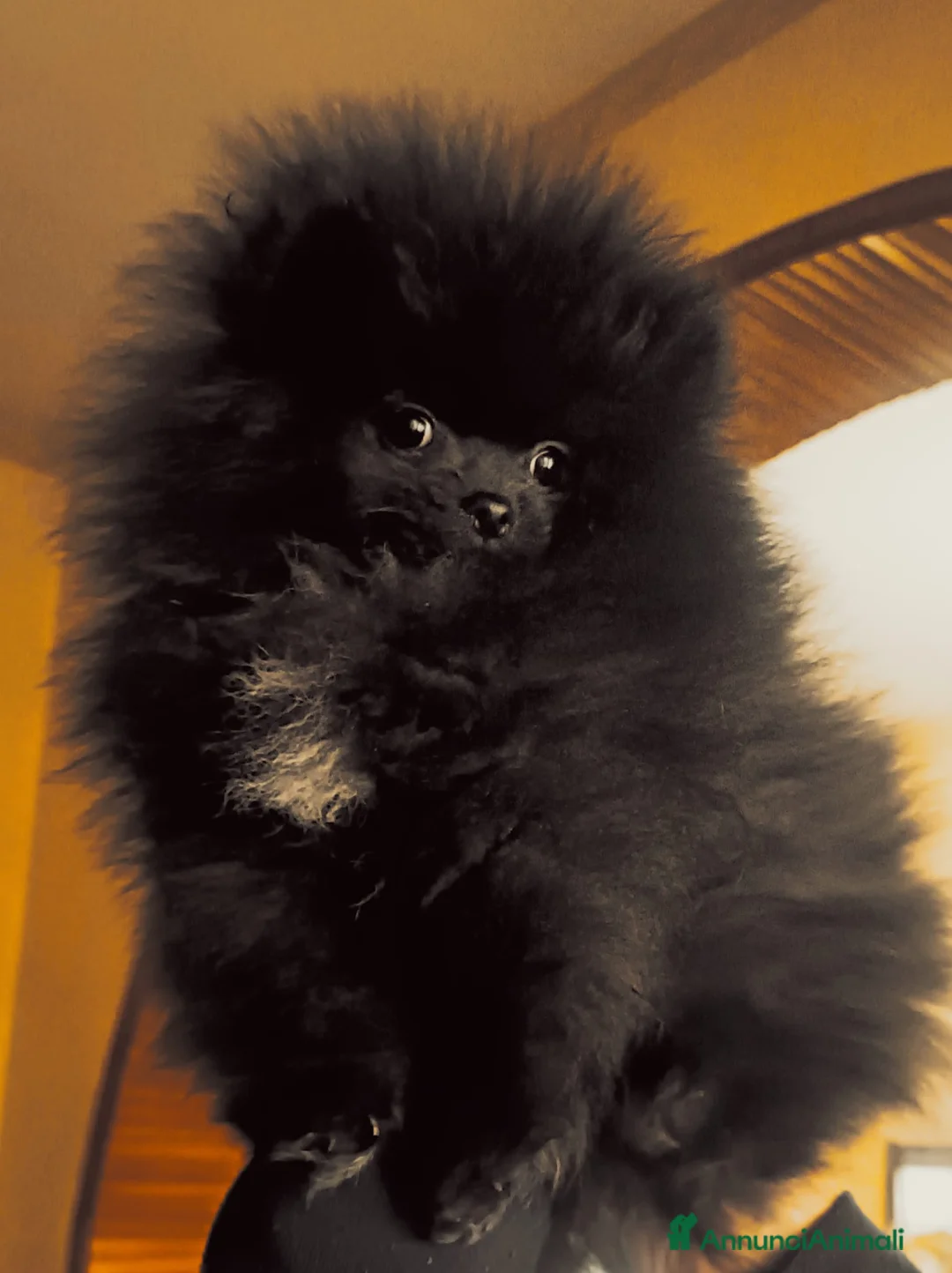 Volpino Pomerania cani in vendita: Spitz tedesco di Pomerania  - Annuncio 2