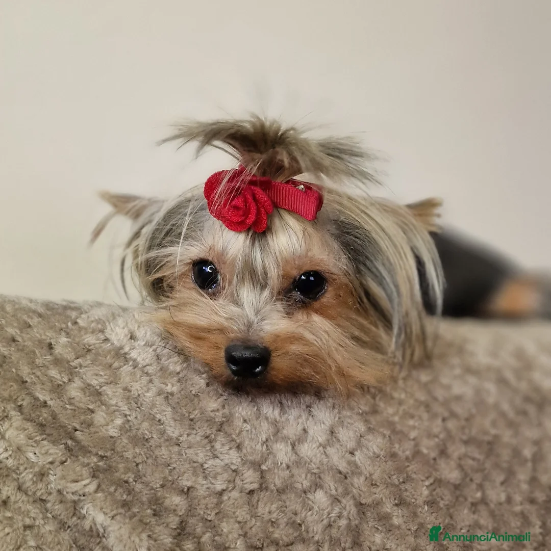 Meticcio cani in vendita: Cucciola di Morky  - Annuncio 2