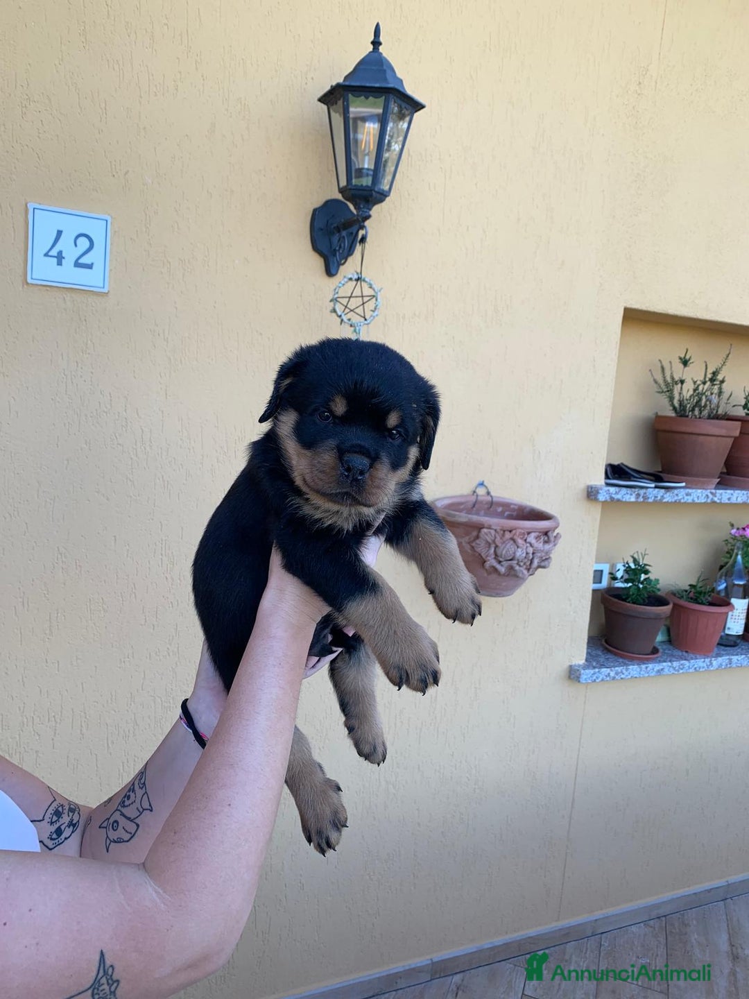 Rottweiler cani in vendita: Cuccioli rottweiller alta genealogia  - Annuncio 9