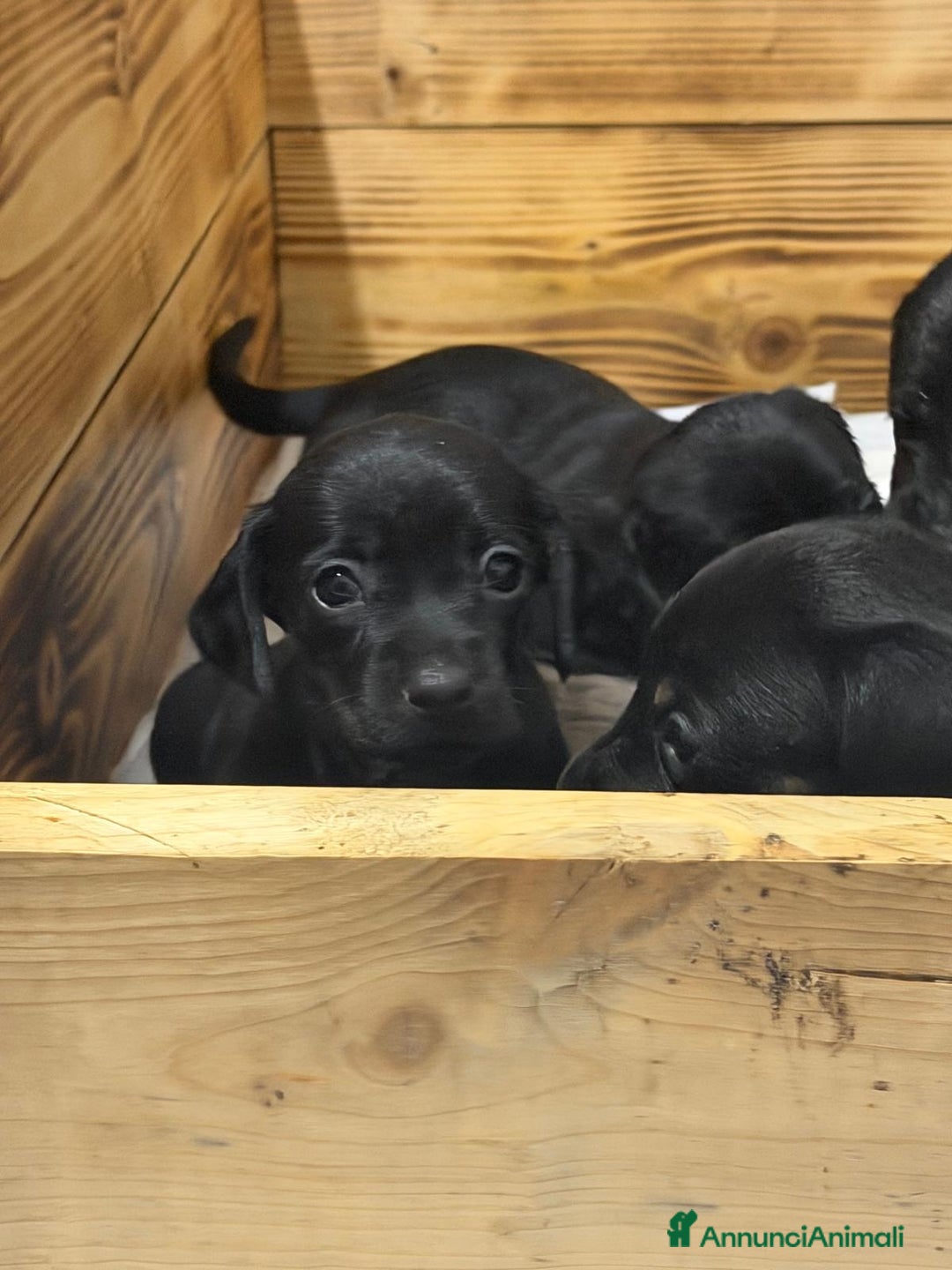 Bassotto cani in vendita: Bassotto  - Annuncio 5