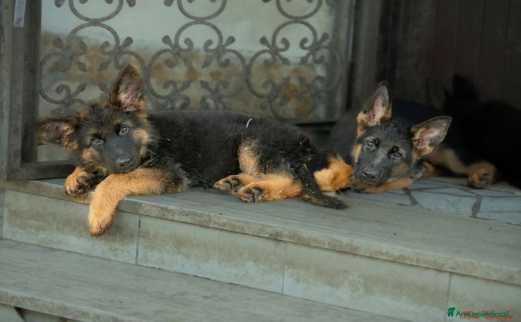 Pastore Tedesco cani a Città metropolitana di Roma Capitale - Annuncio 1