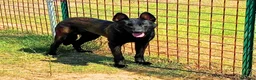 Pastore Belga cani in regalo: CASH e HYDRA pastore belga malinois in adozione - Annuncio 4