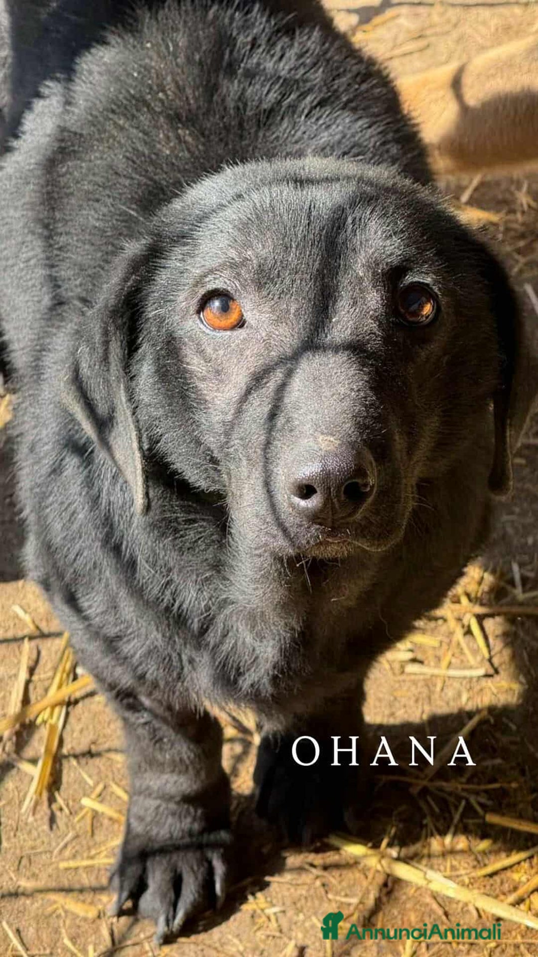 Meticcio cani in regalo: OHANA, scricciolina buonissima. DIMENTICATA. - Annuncio 2