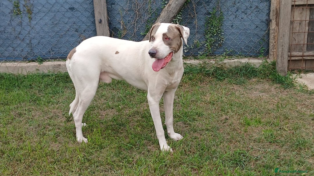 Meticcio cani in regalo: PONY DOPO TANTA SOFFERENZA HA BISOGNO DI AMORE  - Annuncio 2