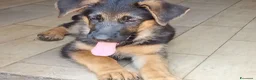 Pastore Tedesco cani in vendita: Cuccioli cane pastore tedesco  - Annuncio 3