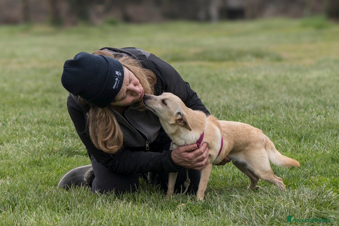 Meticcio cani in regalo: DARTY, piccolo e dolce meticcio cerca casa a Città metropolitana di Milano - Immagine 6