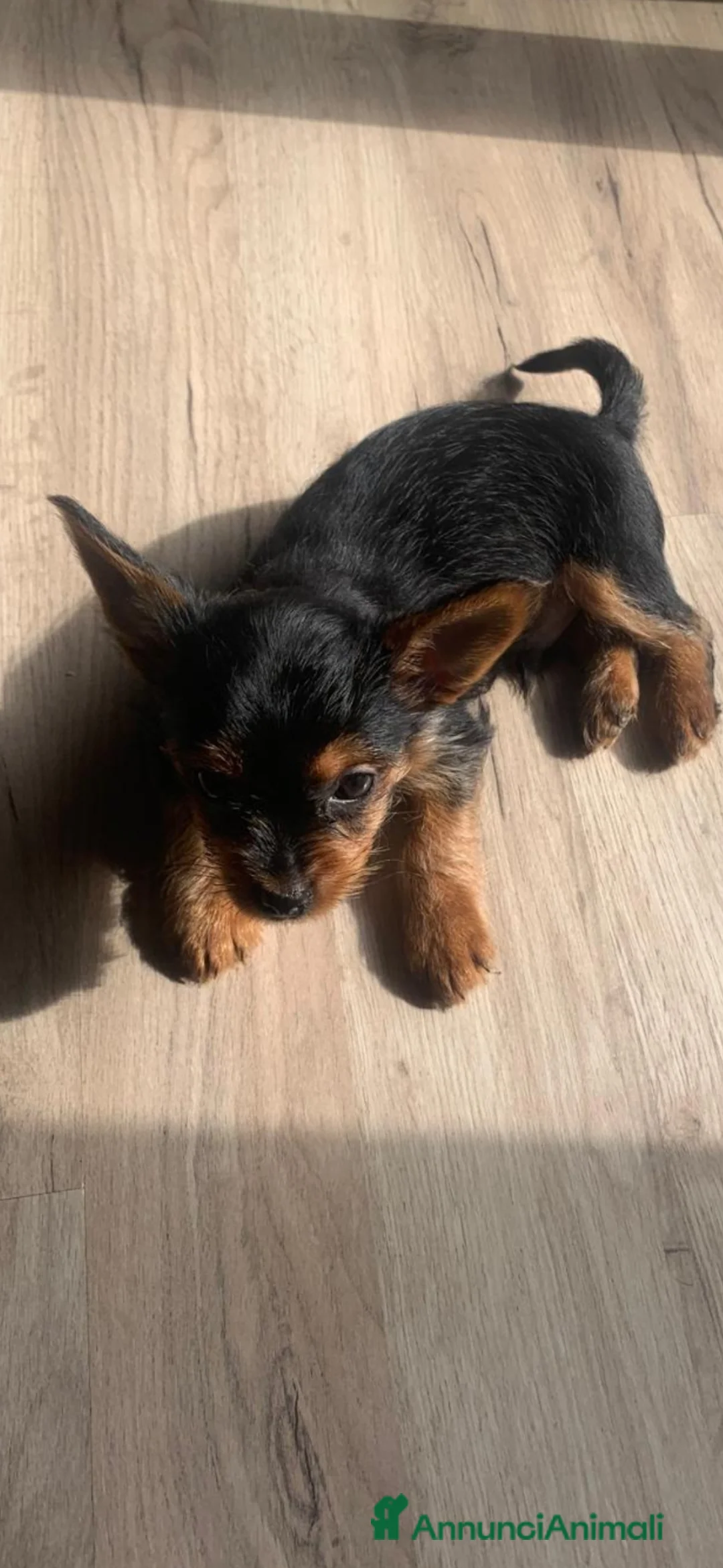 Yorkshire cani in vendita: Yorkshire terrier cucciolo  - Annuncio 4