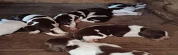 Springer Spaniel Inglese cani in vendita: Springer Spaniel - Annuncio 4