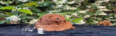 Barboncino Toy 1