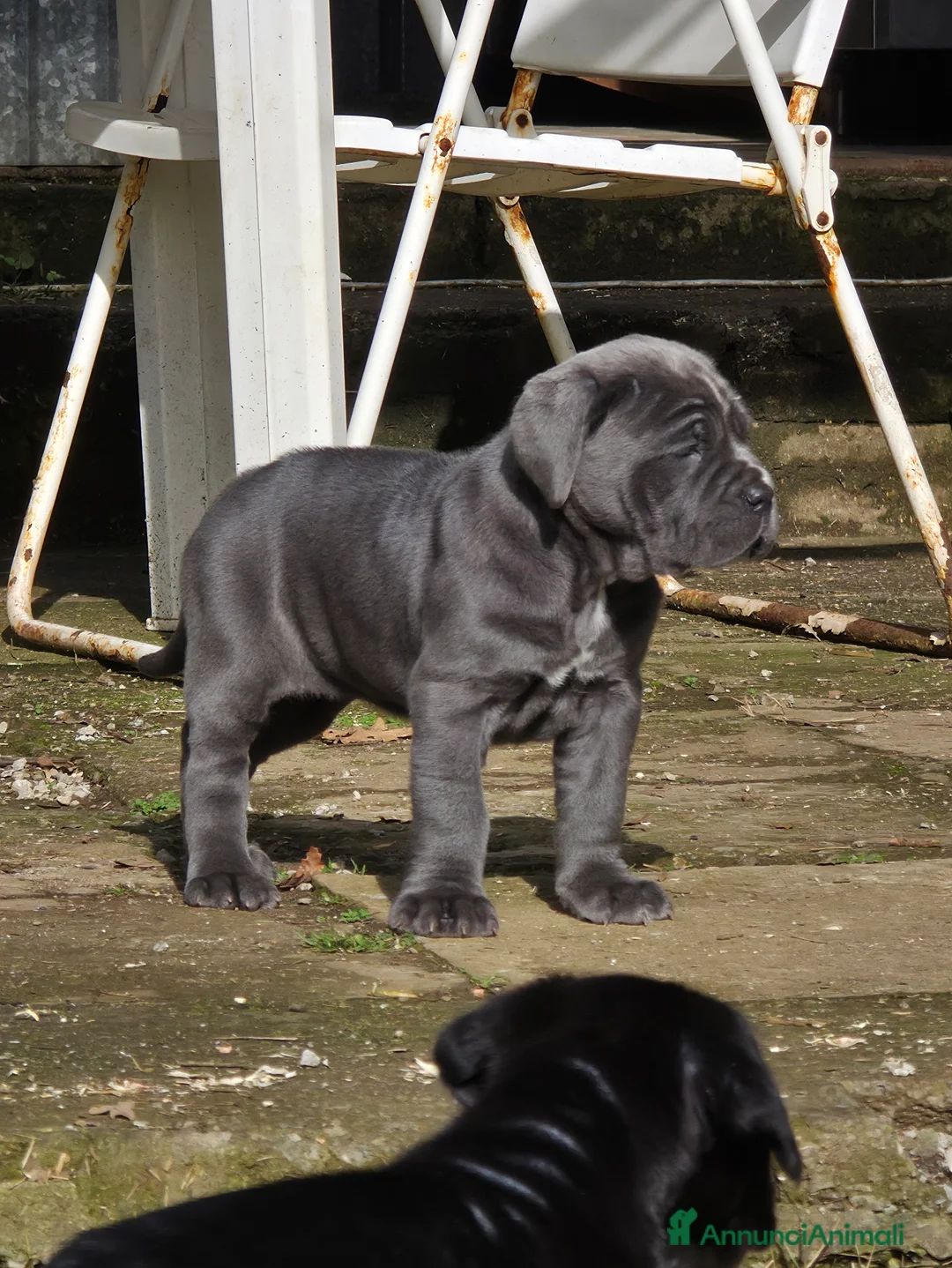 Mastino Napoletano cani in vendita: Cuccioli di Mastino Napoletano - Annuncio 28