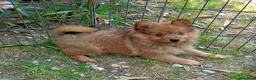 Spitz cani in vendita: Spitz tedesco piccolo volpino  - Annuncio 3