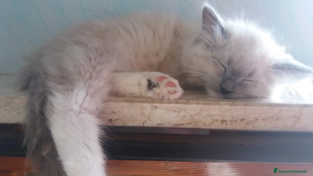 Immagine della galleria {{count}}