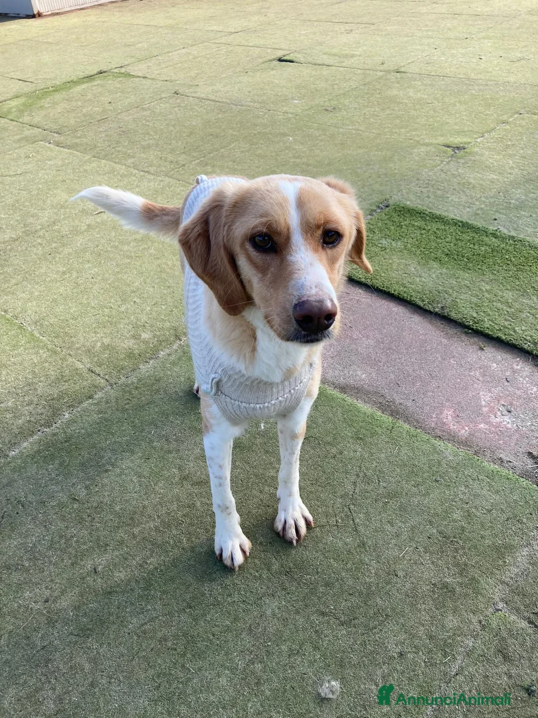 Meticcio cani in regalo: Camilla  - Annuncio 4