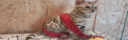 Bengala gatti in vendita: Bengala cucciolo snow a Provincia di Cremona - Annuncio 1