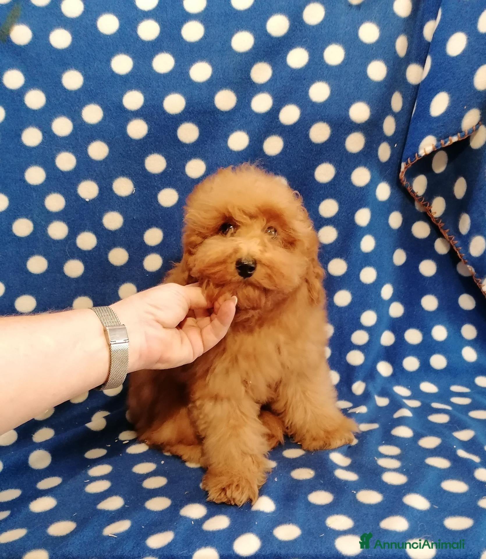 Barboncino Toy cani Barbonicini Toy cuccioli - Annuncio 20