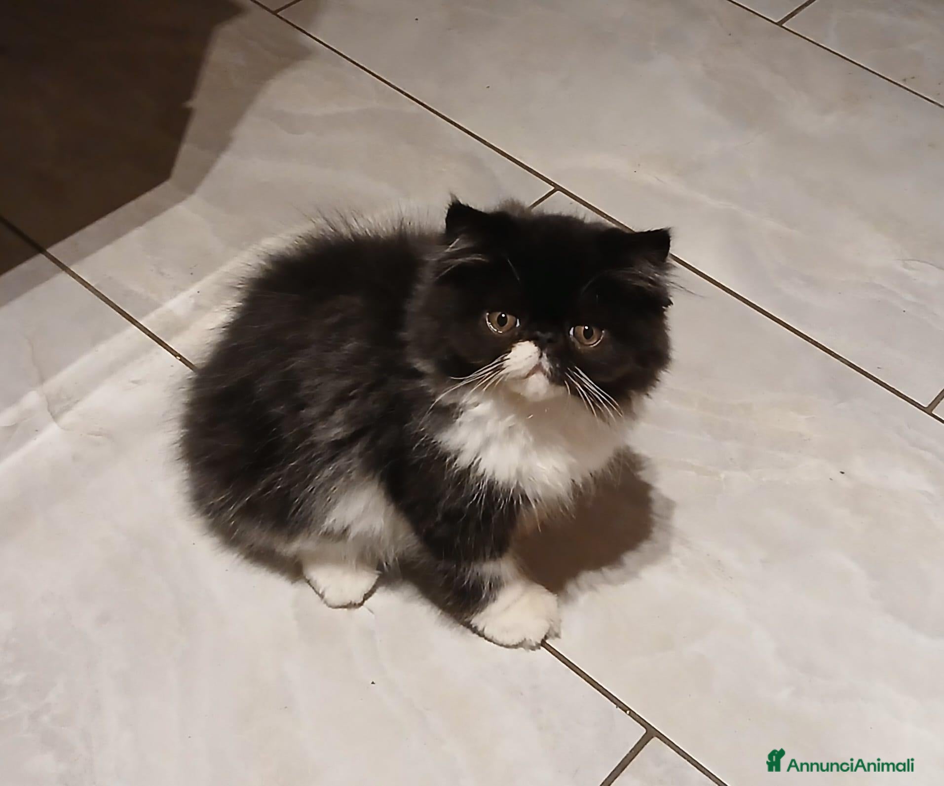 Persiano gatti Cucciolo persiano dolcissimo - Annuncio 4