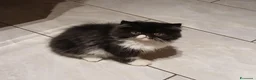 Persiano gatti in vendita: Cucciolo persiano dolcissimo - Annuncio 1