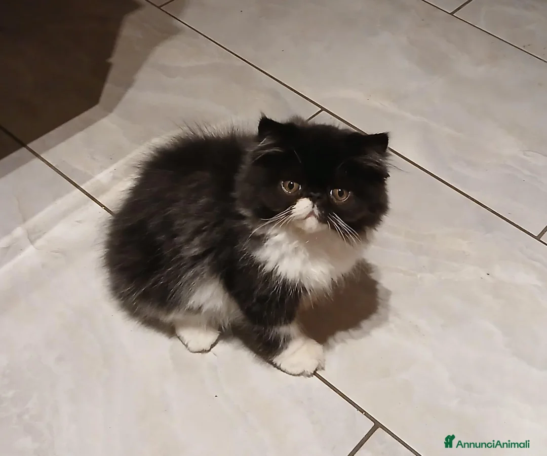 Persiano gatti in vendita: Cucciolo persiano dolcissimo - Annuncio 1