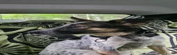 Meticcio cani in regalo: Divy, una bellezza di meticcia - Annuncio 4