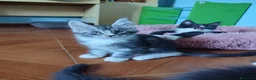 Maine Coon gatti in vendita: Meravigliosi gattini Maine Coon  - Annuncio 11