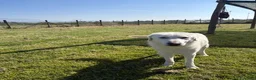 Pastore Maremmano cani in regalo: Il gigante buono: incontra Murdok - Annuncio 5