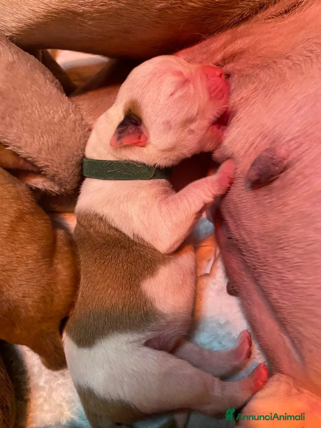 Bulldog cani in vendita: American Bulldog cuccioli - Annuncio 6