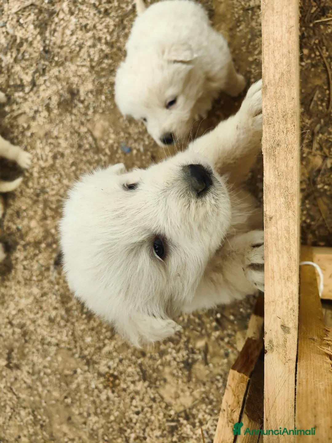 Pastore Maremmano cani in vendita: Cuccioli Pastore Maremmano Vaccinati e Sverminati - Annuncio 6