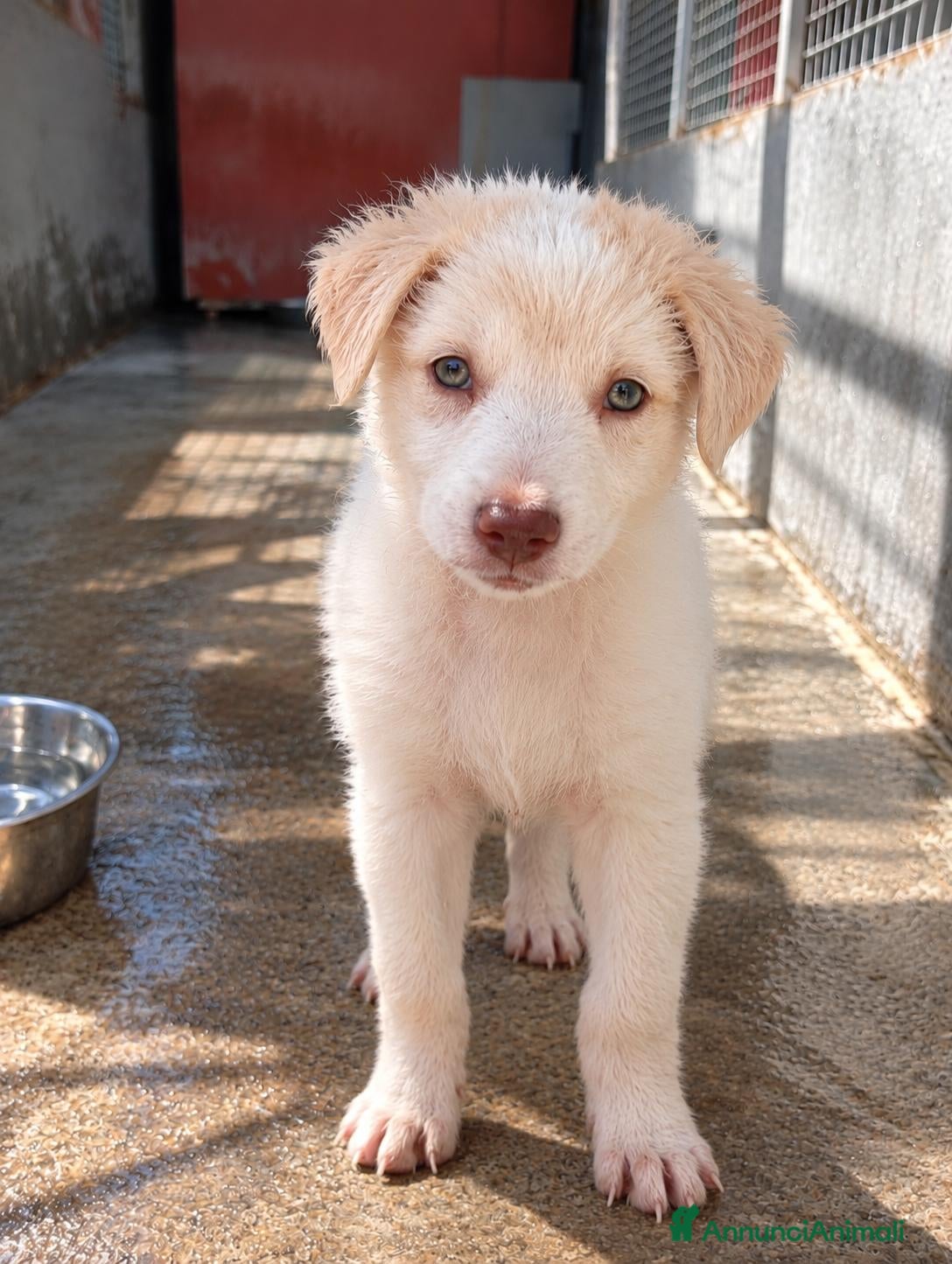 Meticcio cani Nina, taglia media contenuta!  - Annuncio 9