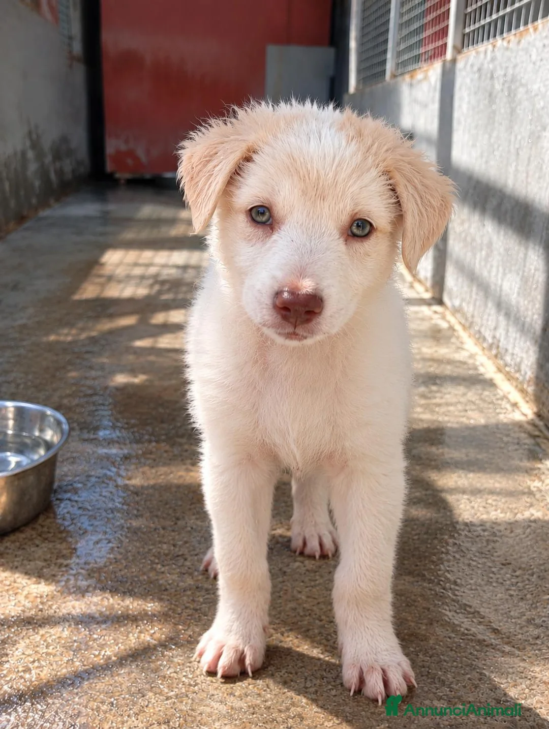 Meticcio cani in regalo: Nina, taglia media contenuta!  - Annuncio 1
