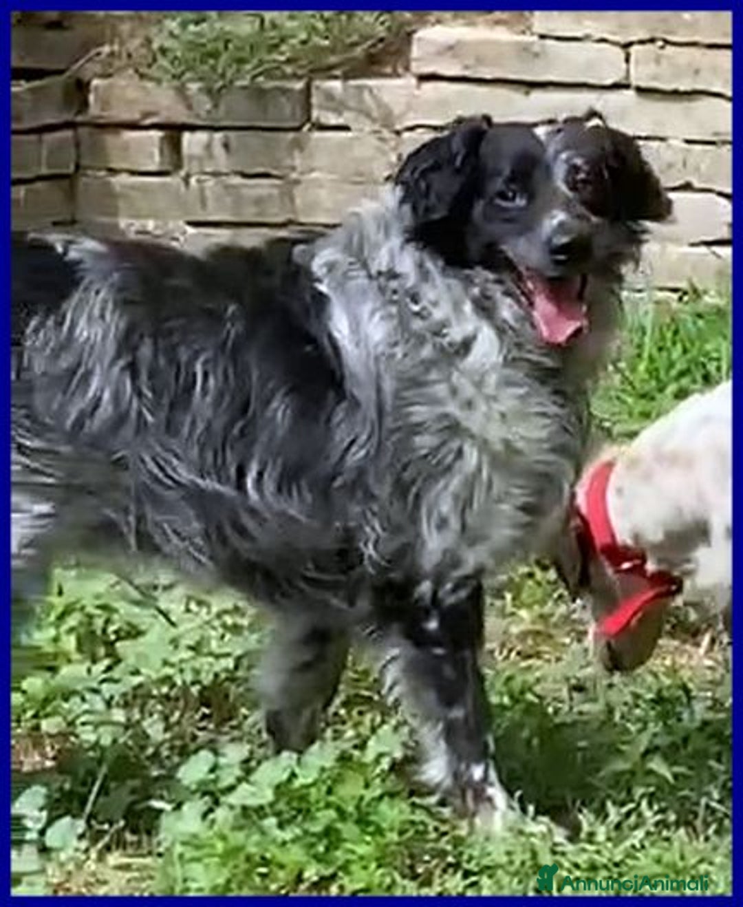 Meticcio cani in regalo: NACHO 7anni e 20kg di gioia di vivere! - Annuncio 2