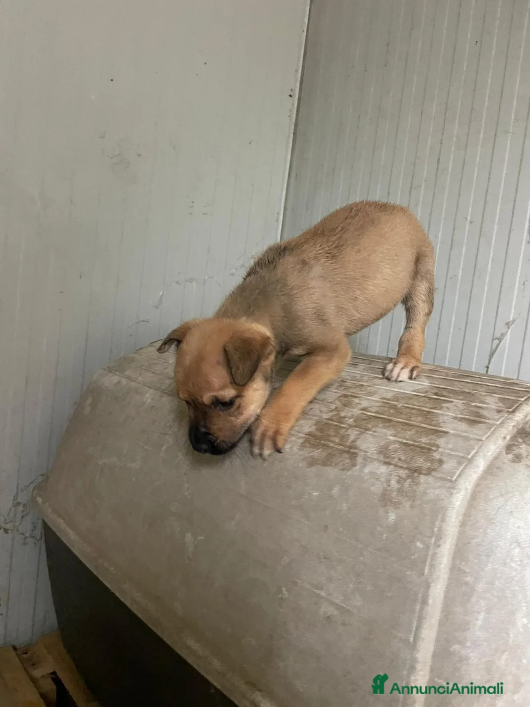 Pitbull cani in regalo: SPLENDIDI CUCCIOLOTTI MIX MOLOSSIDI - Annuncio 2