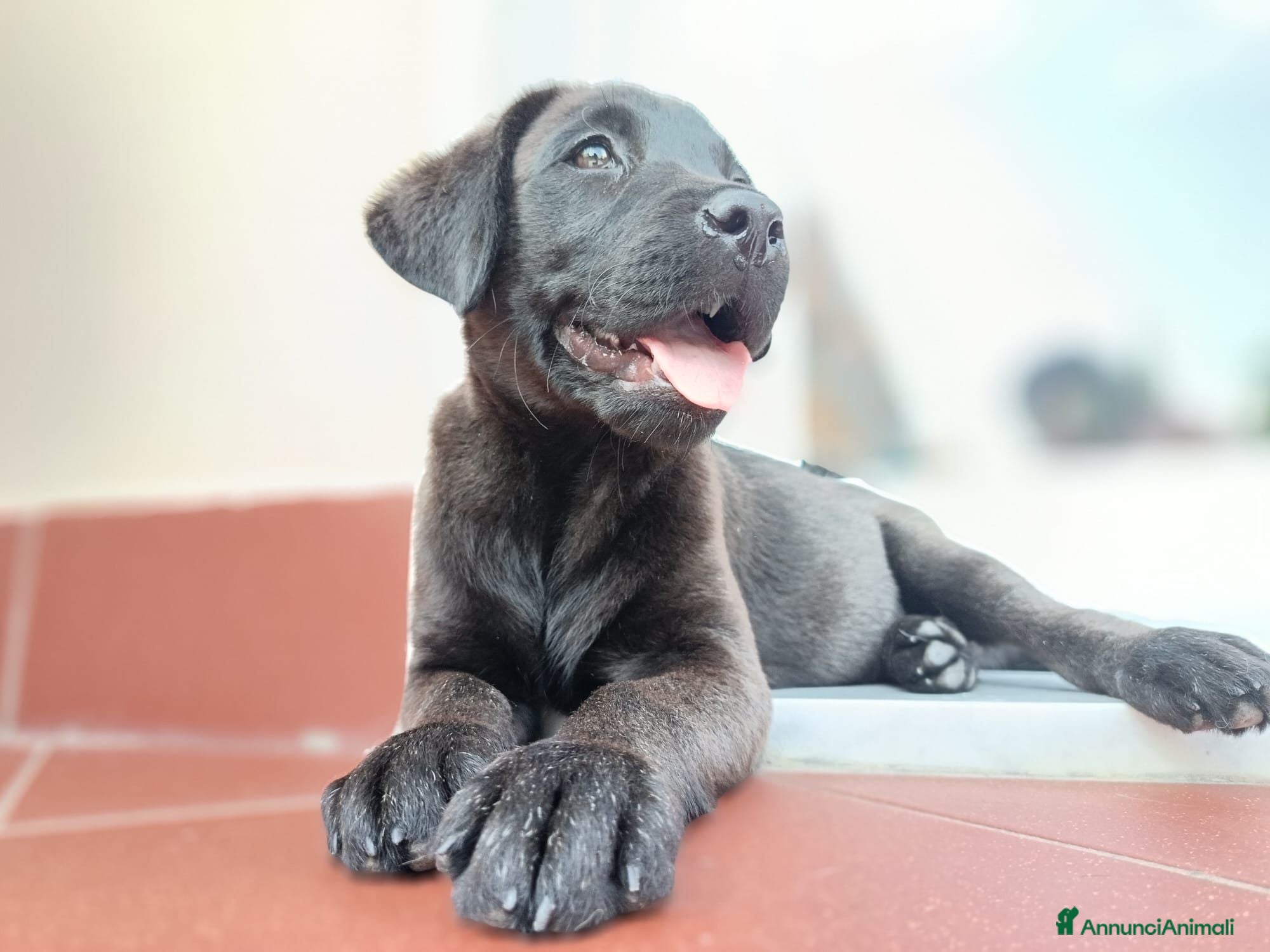 Labrador cani Cucciolo di Labrador Retriever nero - Annuncio 1