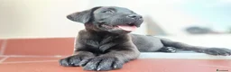 Labrador cani in vendita: Cucciolo di Labrador Retriever nero - Annuncio 1