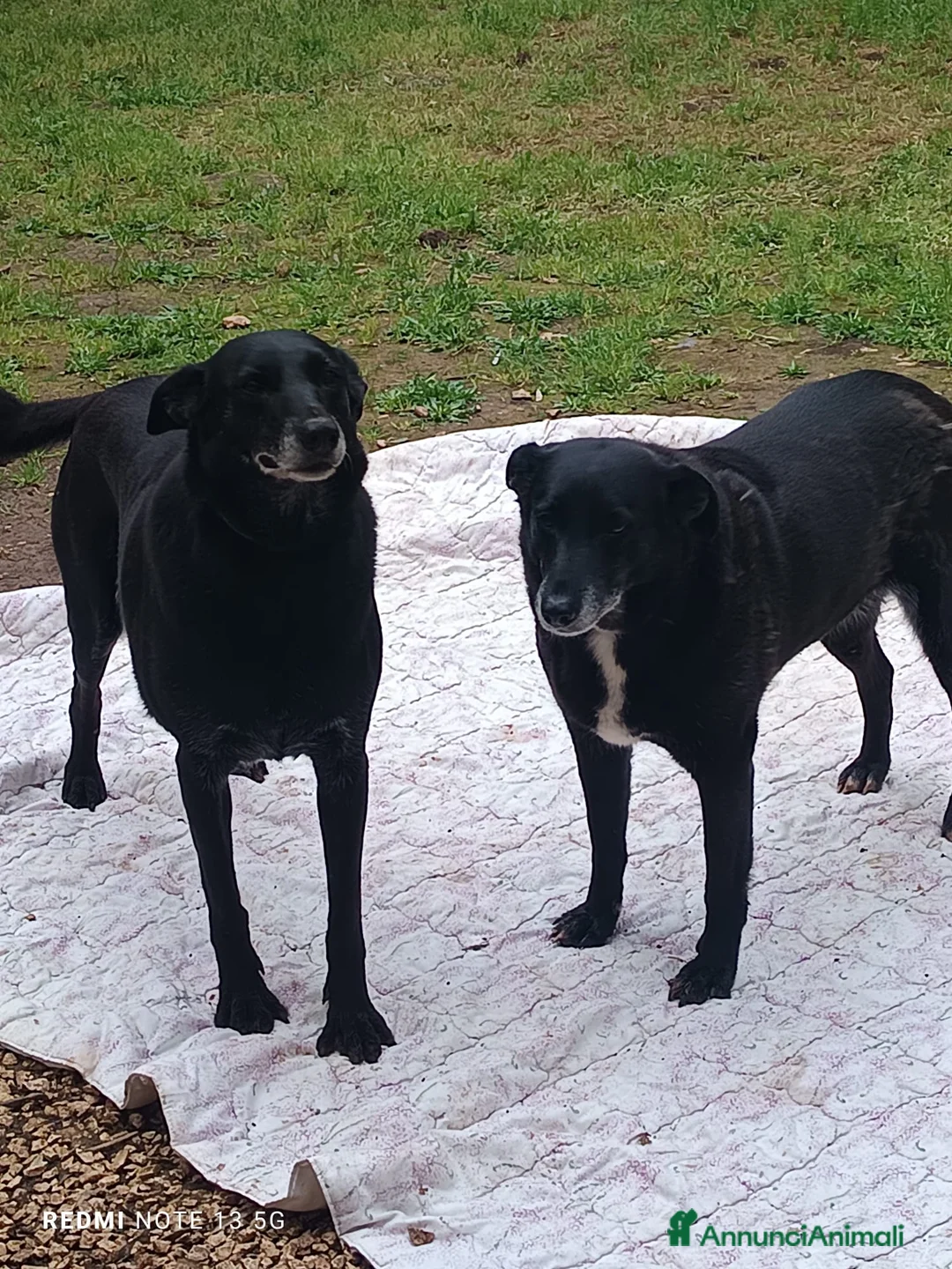 Meticcio cani in regalo: Arya e Sansa carattere meraviglioso - Annuncio 7
