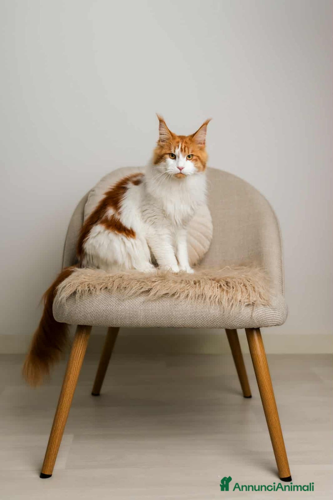 Immagine della galleria {{count}}