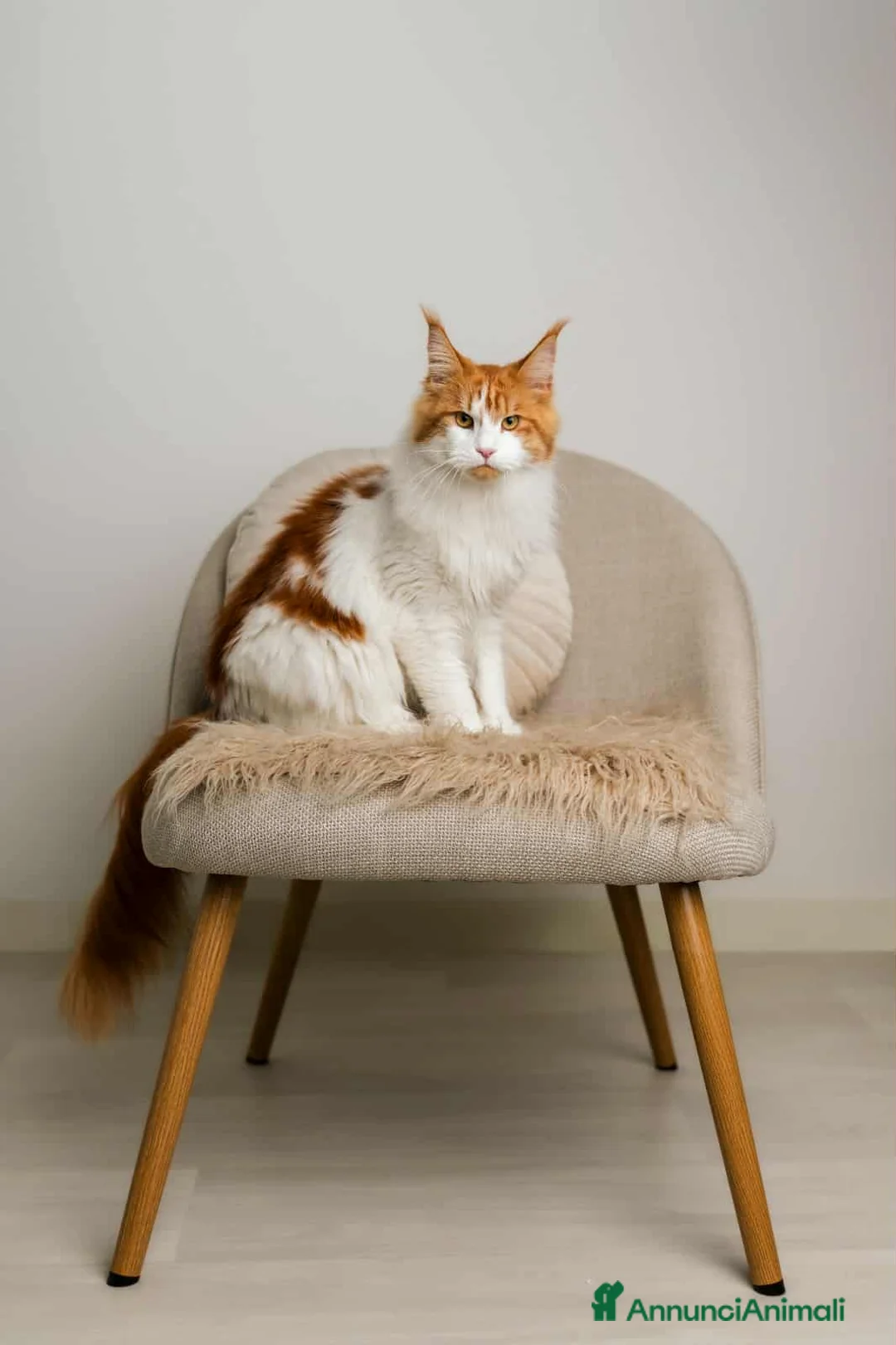 Immagine della galleria {{count}}