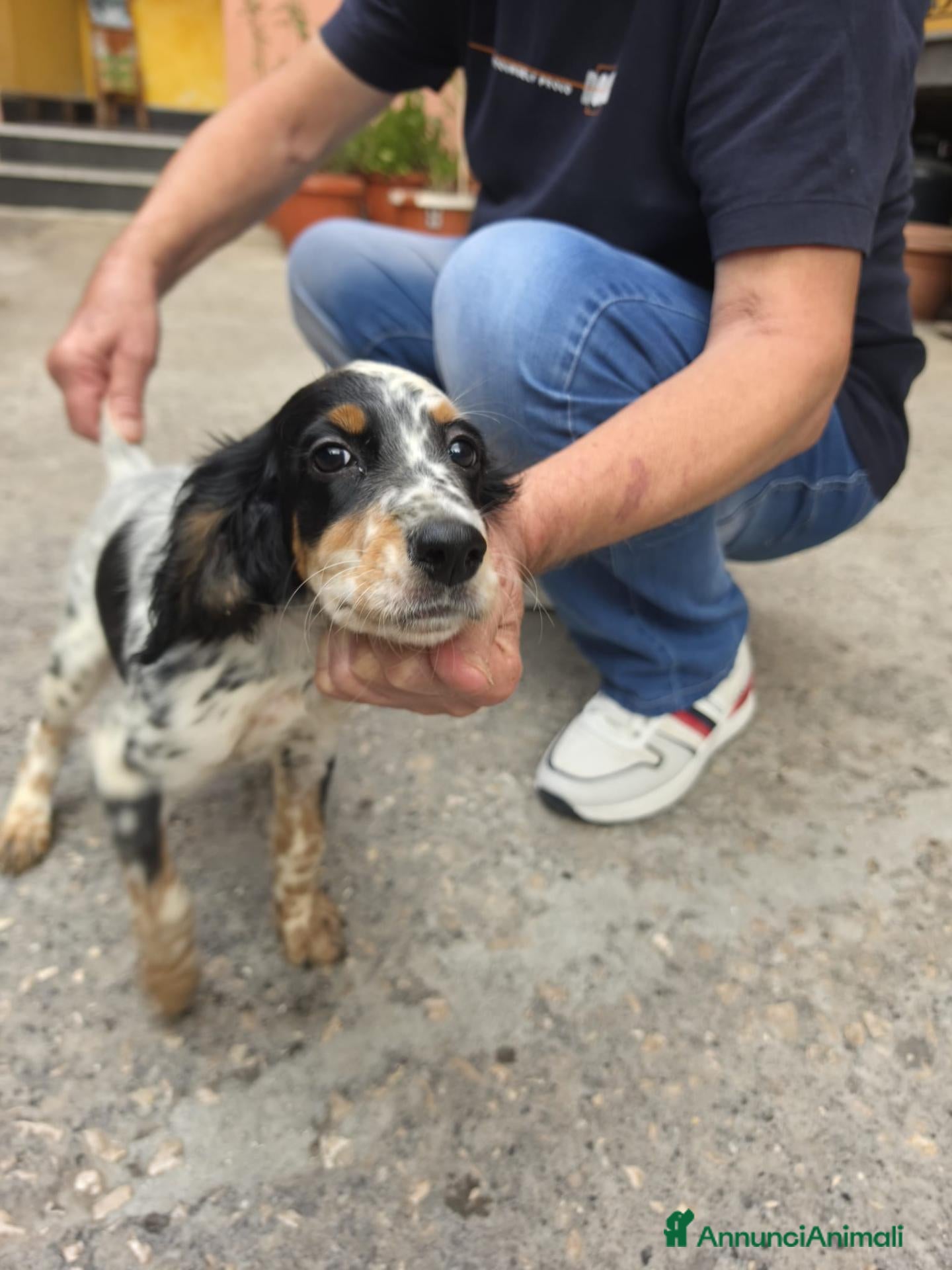 Setter Inglese cani VENDO SPLENDIDI CUCCIOLI DI SETTER INGLESE - Annuncio 1
