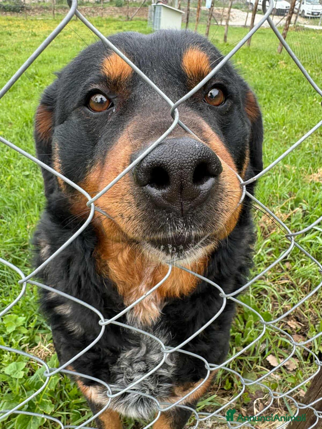 Rottweiler cani in regalo: GUENDY, dolcissima mix ROTT sfortunata - Annuncio 10
