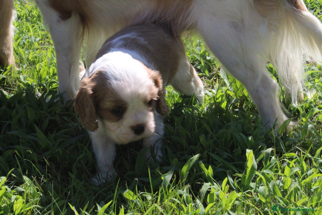Cavalier King cani in vendita: Ultimo cucciolo di Cavalier King con pedigree a Città metropolitana di Milano - Immagine 3