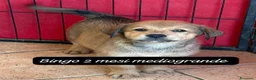 Meticcio cani in regalo: Urgenti famiglie per questi cuccioli  - Annuncio 6