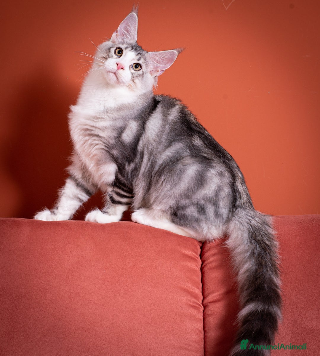 Maine Coon gatti in vendita: Gattino bellissimo da allevamento Mainemarie - Annuncio 12