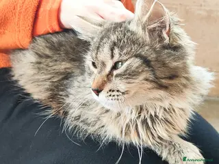 Meticcio gatti in regalo: Bella cerca casa! - Annuncio 2