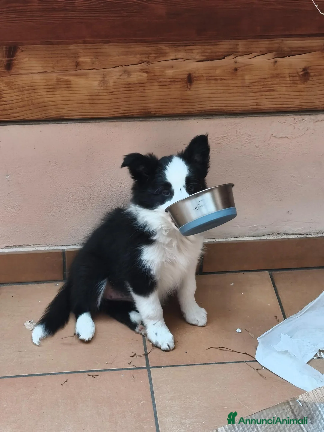 Border Collie cani in vendita: Border Collie - Annuncio 2