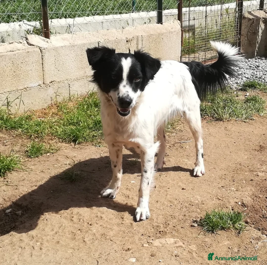 Meticcio cani in regalo: PICCOLO TIMMY a Città Metropolitana di Bologna - Annuncio 4