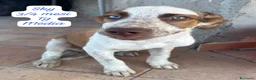 Meticcio cani in regalo: Bellissimi cuccioli in rifugio  a Città Metropolitana di Bologna - Annuncio 3