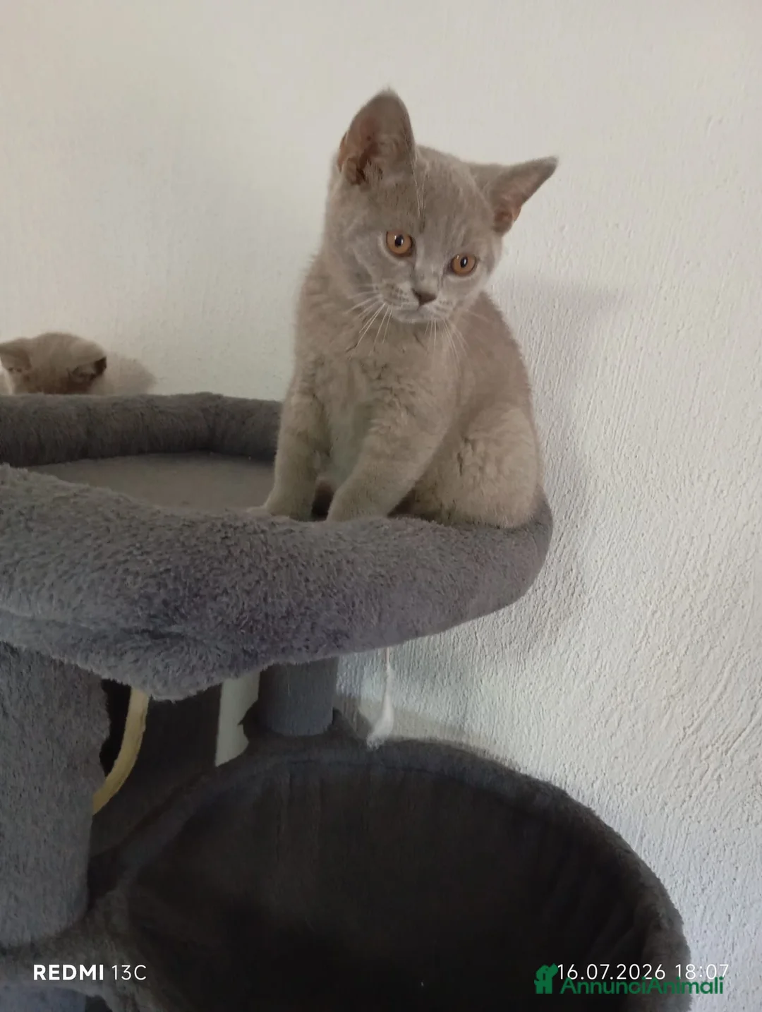 British gatti in vendita: British shorhair cuccioli  - Annuncio 2