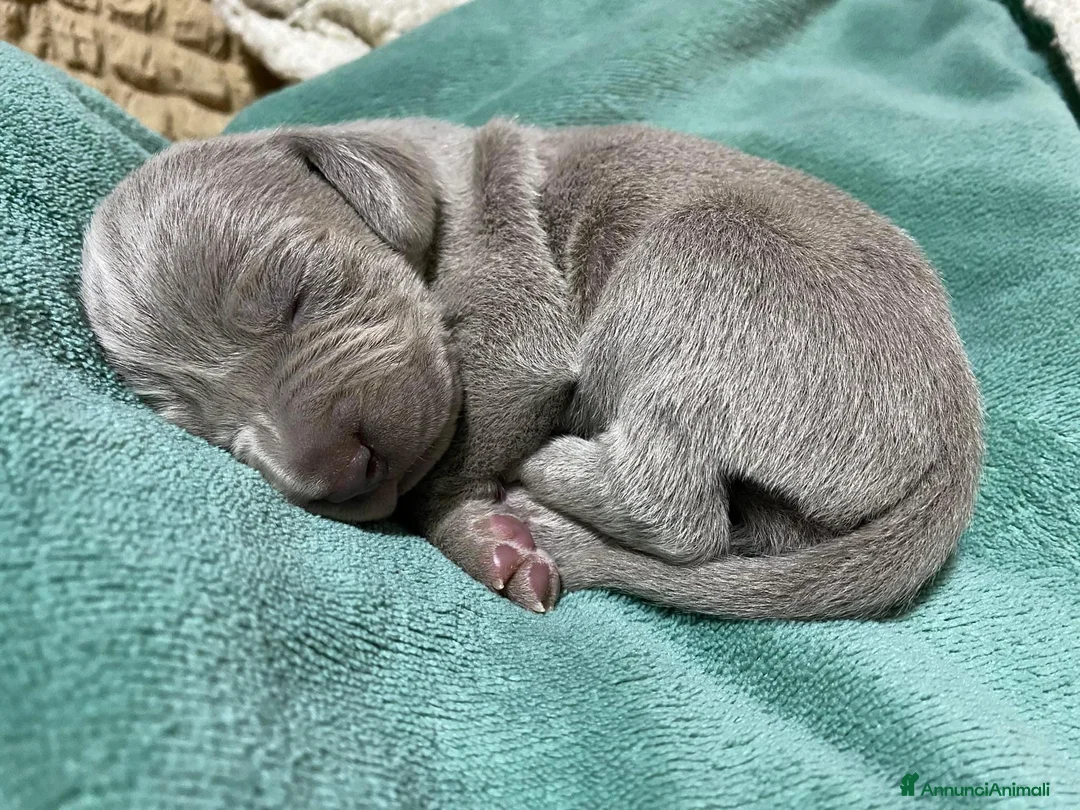 Immagine della galleria {{count}}