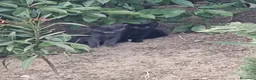 Meticcio gatti in regalo: Meravigliosi gattini  a Città metropolitana di Roma Capitale - Annuncio 6