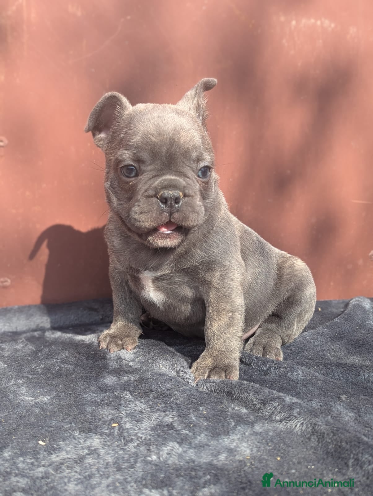 Bulldog Francese cani Bulldog francesi merle e blu - Annuncio 2