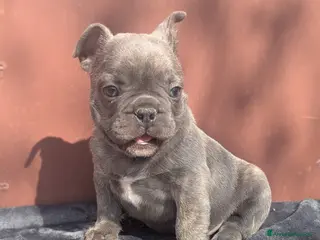 Bulldog Francese cani Bulldog francesi merle e blu - Annuncio 2